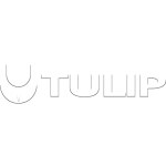 tulip